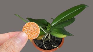 This magic pill will make orchids bloom more in the future [upl. by Gnaht507]