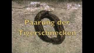 Paarung von Tigerschnecken hängend an der Gartenmauer [upl. by Oswin]