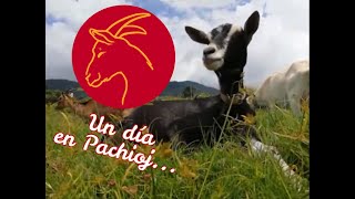 Cabras lecheras en Guatemala y quesos de cabra  Un día en la granja de Pachioj [upl. by Jarib580]