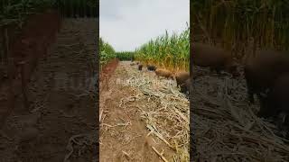 Huge Pig Farm reels ytshorts pig farm [upl. by Dibrin]