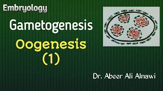 9 EmbryologyGametogenesis part 2 Oogenesis 1 Dr Abeer Ali Alnawi [upl. by Naida307]