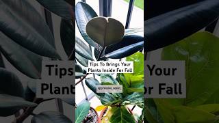 Tips to bring your plants inside for Fall 🪴🍂 plants election2024 [upl. by Hose604]