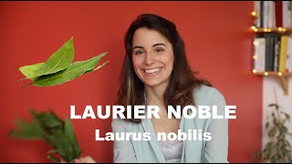 Lhuile essentielle de Laurier noble  Laurus Nobilis et olfaction [upl. by Cowan]