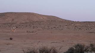 Asiatic wild asses Mitzpe amp Makhtesh Ramon May24 פראים מצפה ומכתש רמון [upl. by Nisse]