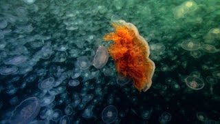 Worlds Largest Jellyfish  North America [upl. by Rafael]