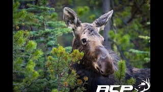 Henri Brisson récolte une belle femelle à la pourvoirie Le Chasseur [upl. by Maxi198]