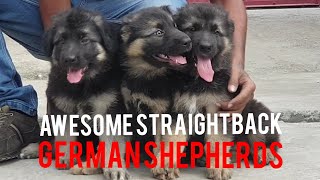 Awesome Straight Back German Shepherds Best German Shepherds for Normal Homes Double Coat GSD [upl. by Hluchy371]