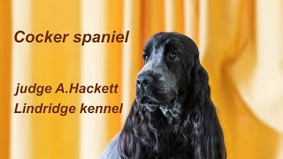 Cocker spaniel Breed Judging [upl. by Brunella568]