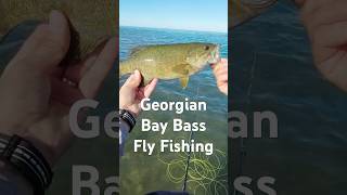 Bass on the Fly Fishing flyfishing flyfishinglife bassfishinglife bassfishing redington [upl. by Htebilil754]