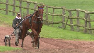 Élevage  les chevaux sont de retour au haras de ChampagnéSaintHilaire dans la Vienne [upl. by Merkle]