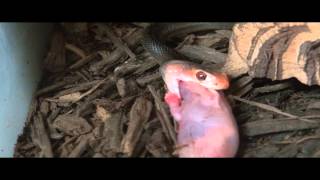 Neonate Papuan Taipan [upl. by Thomasin]