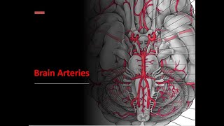 Brain Arteries [upl. by Neersin]