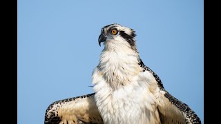 BIRDS AS ART Monopod Tips amp Thoughts [upl. by Hallam]