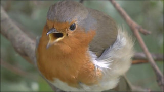 European Robin Erithacus rubecula male singing his territorial song [upl. by Aivato228]