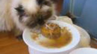 My Himalayan Cat Goma eating Bday Cake [upl. by Basilio]