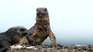 Iguana vs Snake  Planet Earth II  BBC America [upl. by Sol]