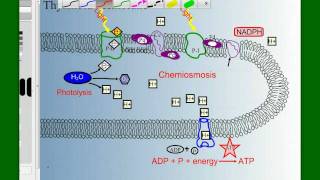 Photosynthesis Part 3 Photophosphorylation [upl. by Aileda]