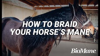 How to Properly Braid Your Horses Mane [upl. by Arobed]