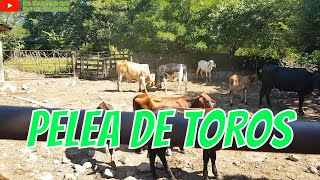 Pelea de toros dentro del establo  El salvador en el campo [upl. by Akinnor233]