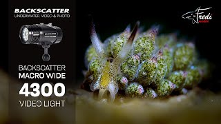 Backscatter Macro Wide 4300 Showcase  Fredi Schaschl [upl. by Kling]