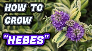 How To Grow Hebes  Beautiful Variegated Plants Quick Guide [upl. by Oinotnaesoj]