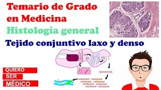 Tejido conjuntivo laxo y denso Síntesis de colágeno  Histología [upl. by Milka]