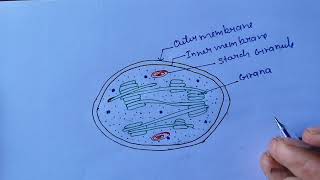 Chloroplast Cell Diagram For Class 9thChloroplast Cell Diagram How to Draw Chloroplast Cell [upl. by Dorisa]