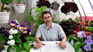 How to grow streptocarpus English translation [upl. by Nellac]