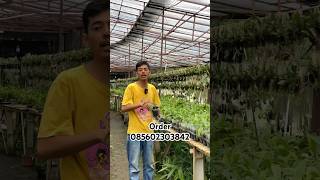 Habenaria medusa si anggrek tanah anggrek anggrekbagus orchids [upl. by Lladnor]