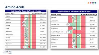 NutrEval Test Interpretation Amino Acids [upl. by Bellamy800]