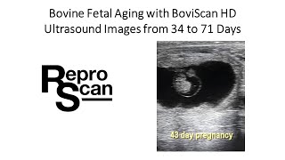 Bovine Ultrasound Images 34 to 71 days BoviScan HD [upl. by Rahr884]