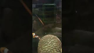 Pipefish fish nanotank reels shortvideo shorts fyp fypシ゚viral [upl. by Yerfdog410]