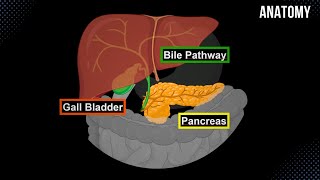 Bile Pathway Gall Bladder amp Pancreas  Anatomy [upl. by Adallard134]