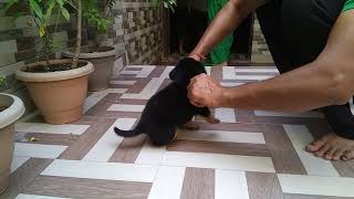 Angry Rottweiler puppy 4 week [upl. by Reema275]