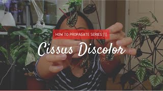 How to Propagate Series 1  Cissus Discolor Begonia Vine [upl. by Ensoll768]