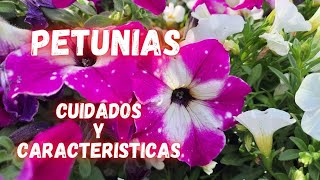 Petunias  Cuidados De Las Petunias para que duren años  Jardines  petunias care [upl. by Frodine]