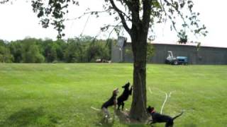 American English coonhound climbing tree [upl. by Karyn]