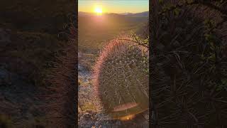 Enjoying a magical Barrel Cactus sundown over the Sonoran Desert Arizona ferocactus cacti sunset [upl. by Barclay23]