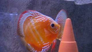 Curipera Diskus Cuipeua Fish Discus breeding [upl. by Yendyc]