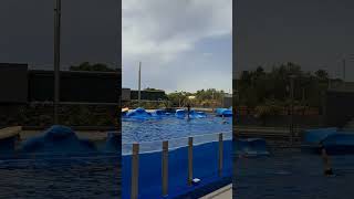 Dolphin Show Marineland Mallorca Spain Summer 2024 [upl. by Ainsworth]