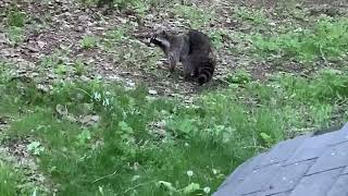 Raccoon eating chicken food [upl. by Aldred]