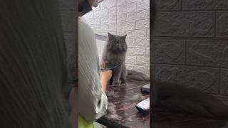 Cat hair cutting super cute 🥰 [upl. by Paymar]