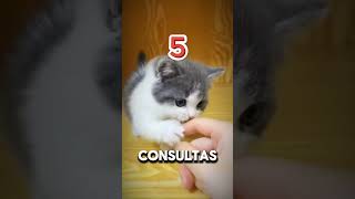 Como cuidar de gato filhote gatos fofura cat amogatos pets [upl. by Sachs]