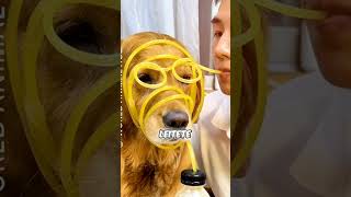 Durstiger Hund trinkt Orangen Saft shorts youtubeshorts hund lustig [upl. by Annavaj258]