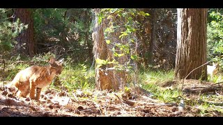 Bobcat defecating sibling or kitten nearby Nebraska 9 1 24 544am [upl. by Ursulina]