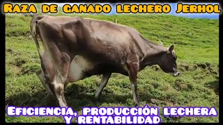 Raza de Ganado Lechero Jerhol Origen Beneficios Producción lechera y Rentabilidad [upl. by Ynnaj]