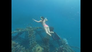 Snorkeling  Biorock Project  Electric Coral Structures  Pemuteran Northern Bali [upl. by Valenza795]