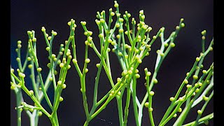 Psilotum sporophyte [upl. by Areic741]