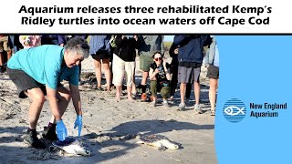 New England Aquarium releases 3 rehabilitated Kemp’s Ridley turtles into ocean waters off Cape Cod [upl. by Dolph]