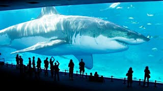 TOP 10 BIGGEST SHARKS IN THE WORLD [upl. by Jorgenson945]